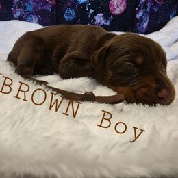 Brown - Red and rust male Doberman Pinscher puppy in Knox, Indiana from Double River Dobermans
