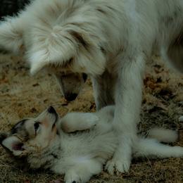 Native American Indian Dog Puppies from Seven Sisters Canids