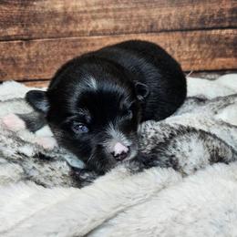 Oakley - Black and white female Pomsky puppy in Southern California, California from SoCal Pomskies LLC