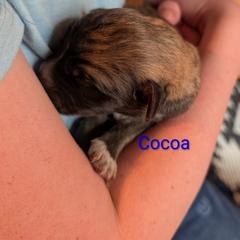 Cocoa - Tan male Colorado Mountain Dog puppy in Colorado Springs, Colorado from Sharp Guardians and Goldens