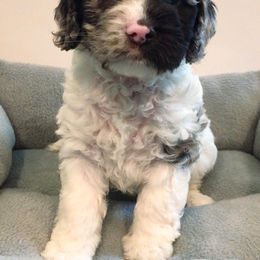 Cockapoo Puppies from Oodles of Doodles and Love