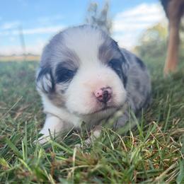Sweet Girl 1-Blue Merle - Blue merle female Australian Shepherd puppy in Mayfield, Kentucky from Hamilton Farms