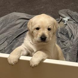 Galadriel - Labrador Retriever