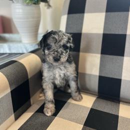 Satin - White and blue merle female Bordoodle puppy in Valley Center, California from Circle R Valley Bordoodls