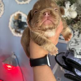 Mocha - Tricolors female French Bulldog puppy in Puyallup, Washington from Sarra's French Bulldogs