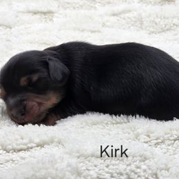 Kirk - Black and tan male Dachshund puppy in Dade City, Florida from Kingpindoxies