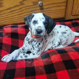 Forest (LUA) - White and black male Dalmatian puppy in Grant, Michigan from Savannah Woltanski