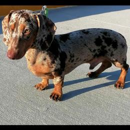 Jackson - Dachshund