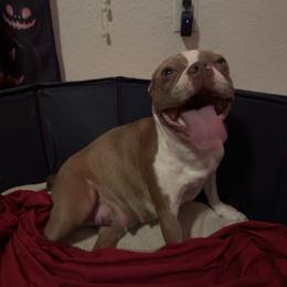 Lil' D - Boston Terrier