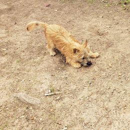 Australian Terrier and Cairn Terrier Puppies from Cedar Forrest Terriers LLC (Cairns & Australian Terriers)