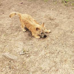 Australian Terrier and Cairn Terrier Puppies from Cedar Forrest Terriers LLC (Cairns & Australian Terriers)