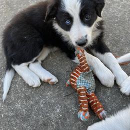 Border Collie Puppies from Roaring River Border Collies