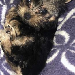 Great Dane and Yorkshire Terrier Puppies from Graham’s Danes