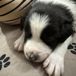 Border Collie Puppies from Roaring River Border Collies