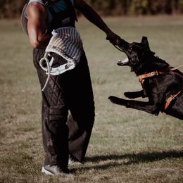 German Shepherds from Kriegerseele
