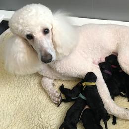 Poodles from Jouer Standard Poodles