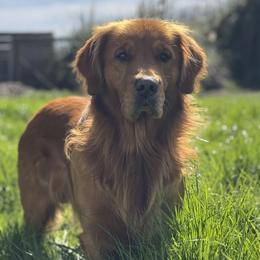 Jaxx - Golden Retriever