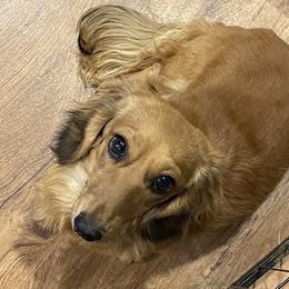 Pearl - Dachshund