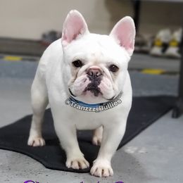 Umi - French Bulldog