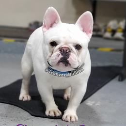 Umi - French Bulldog