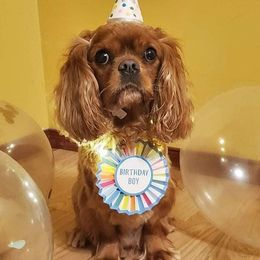Cavalier King Charles Spaniels from Stellar Cavaliers