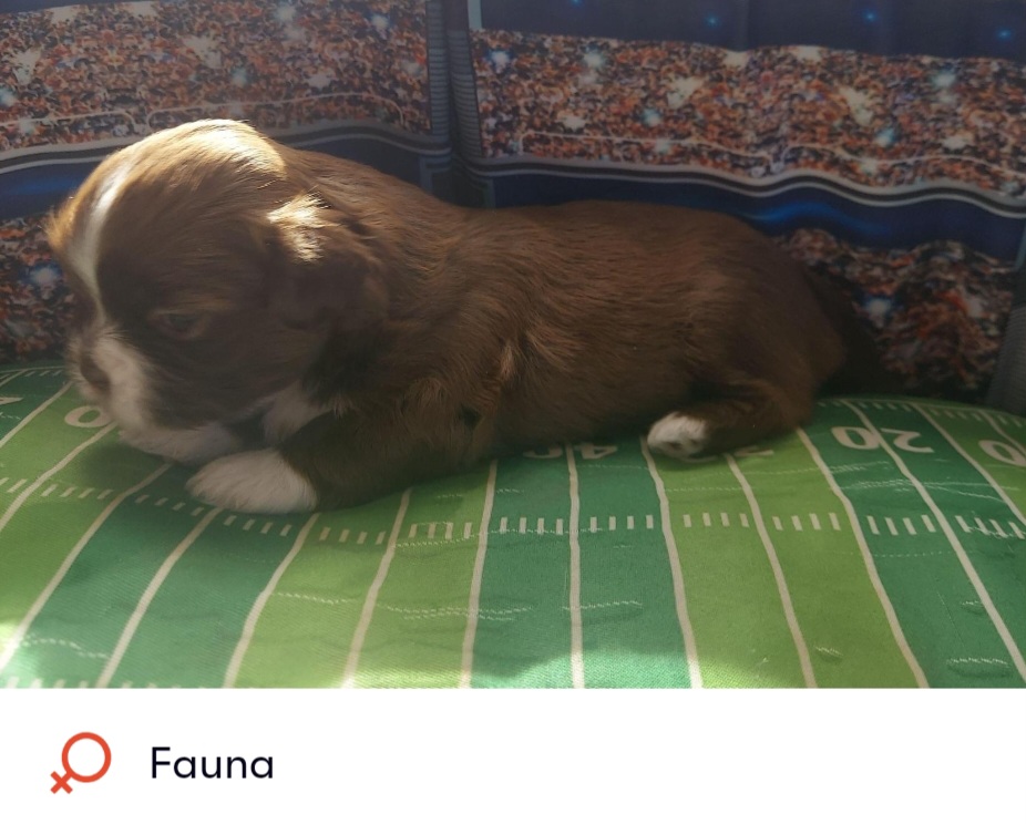 Shih Tzu Puppies from N.F.S.T Imperial ShihTzu Puppies.