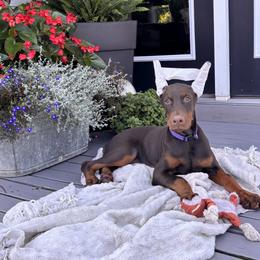 Doberman Pinscher Puppies from Gold Star Canines