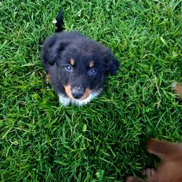 Luna - Black tri-color female Australian Shepherd puppy in Calvert City, Kentucky from Timber Creek Aussies