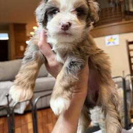 Orlando, blue eyes - male Australian Mountain Doodle puppy in Washougal, Washington from Sandy Creek Bernedoodles