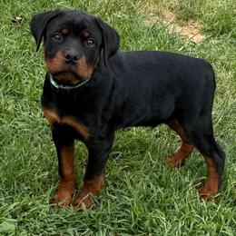 Green Collar - Black and mahogany male Rottweiler puppy in Industry, Illinois from KDKs Kennels