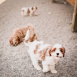 Cavapoo, Cavapoochon, and Companion Cross Puppies from Habibi Bears