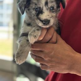 Stormy - Black tri male Miniature Australian Shepherd puppy in Big Pine Key, Florida from Smushy Pups