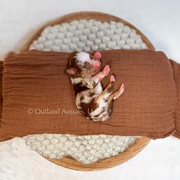 Root Beer - Red merle male Miniature Australian Shepherd puppy in Oklahoma City, Oklahoma from Outland Toy & Mini Aussies