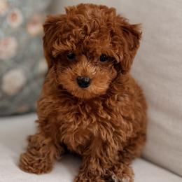 Maltipoos, Poodles, and Shihpoos from Doodle Lane - Toy Doodles Alabama