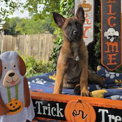Luna - Mahogany female Belgian Malinois puppy in Conover, North Carolina from Rose Kennels