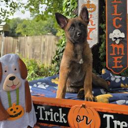 Luna - Mahogany female Belgian Malinois puppy in Conover, North Carolina from Rose Kennels