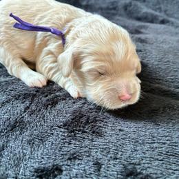 Daisy - Golden female Cockapoo puppy in Adrian, Oregon from ApplebyFarm