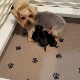 Yorkshire Terrier puppies from Mckeever's Yorkies