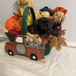 Poppy - Blue female Shih Tzu puppy in Boiling Springs, South Carolina from Sherry Whiteside's Shih Tzus