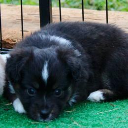 Mrs Peacock - female Toy Australian Shepherd puppy in Lowgap, North Carolina from Ramblin’ Rose Mini's