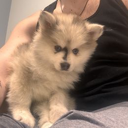 Casper - Merle male Pomsky puppy in Los Angeles, California from CaliMex Pomskies