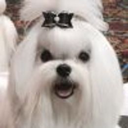 Manny - Maltese