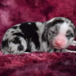 Australian Shepherd Puppies from Driftless Australian Shepherds