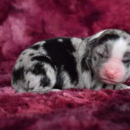 Australian Shepherd Puppies from Driftless Australian Shepherds