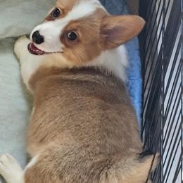 Bailey - Red female Pembroke Welsh Corgi puppy in Walnut, Iowa from Michelle's House of Corgi's