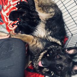 German Shepherd Puppies from Legacy K9’s