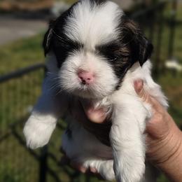 Boba - White male Lhasa Apso puppy in Greenville, South Carolina from Lots of Lhasa Love