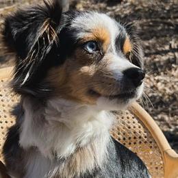 Miniature American Shepherds and Toy Australian Shepherds from Riverstone Aussies