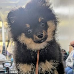 Ozzy - Pomeranian