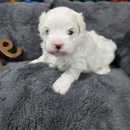 Sally - White female Maltipoo puppy in Neosho, Missouri from Cooley's Cuddle Pups